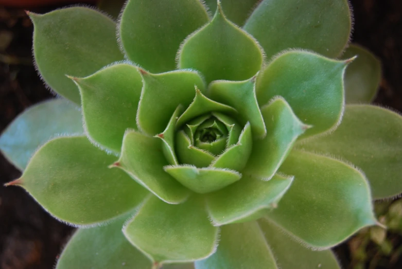 a plant that has some kind of green leaf on it