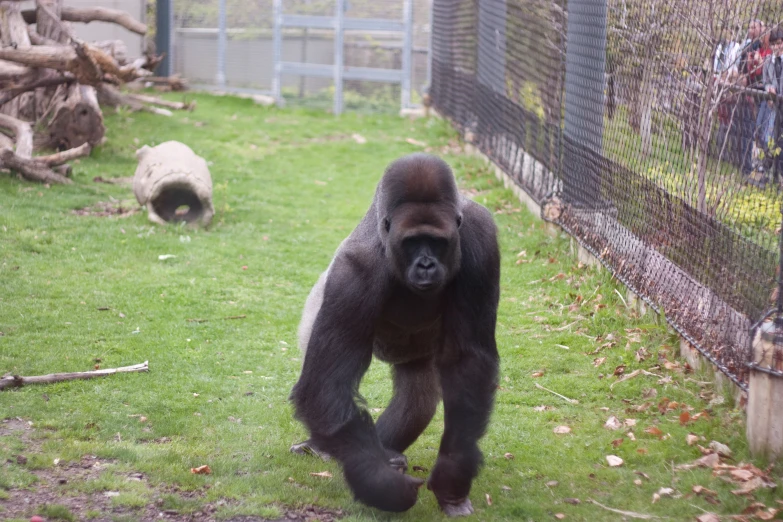 a gorilla walking down the grass near a fence