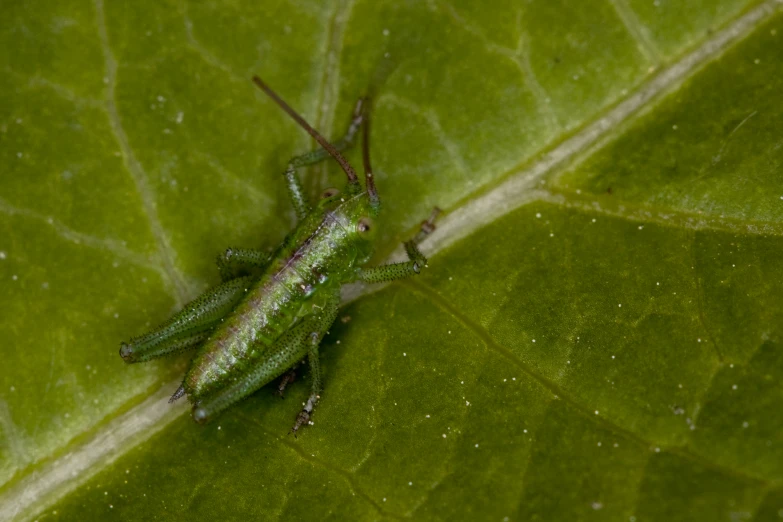 the bright green insect is perched on a leaf