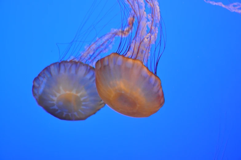 two jellyfish hanging in the air under a blue sky