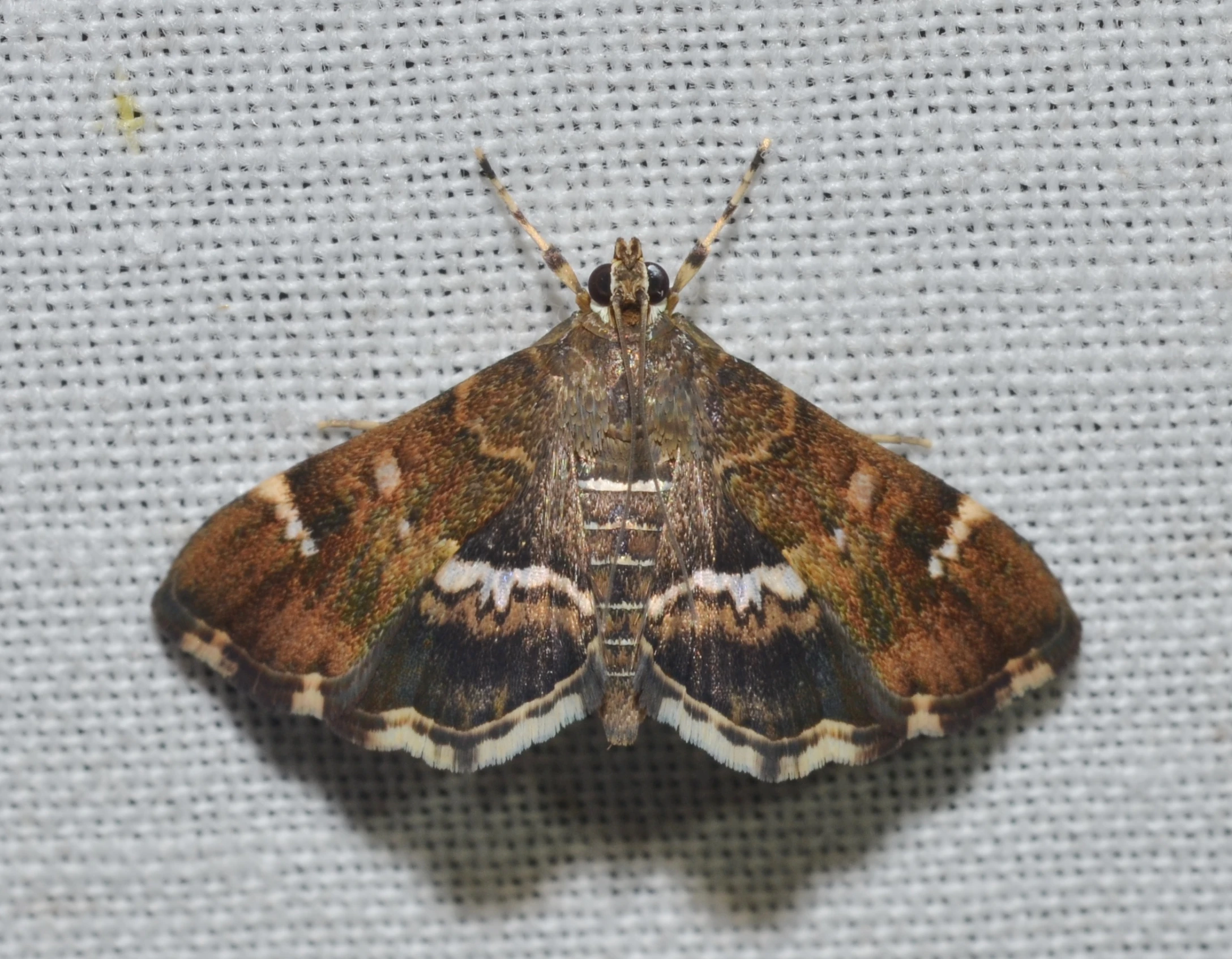a brown and white moth sitting on a wall