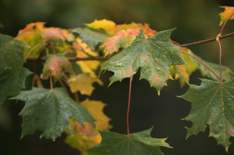 this is some pretty green and yellow leaves