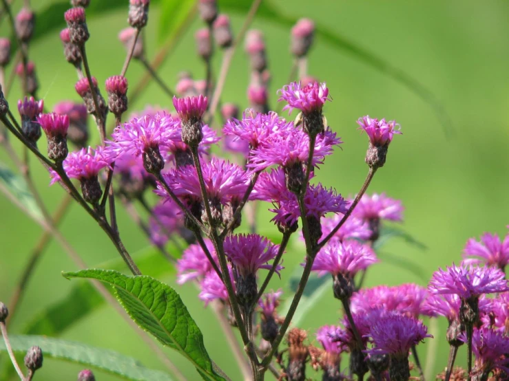 there are pink flowers blooming in the sun