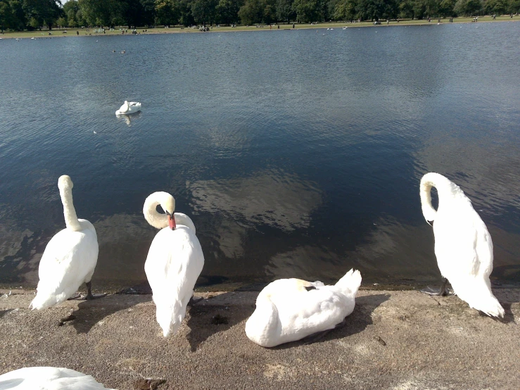 some white swans some water and trees