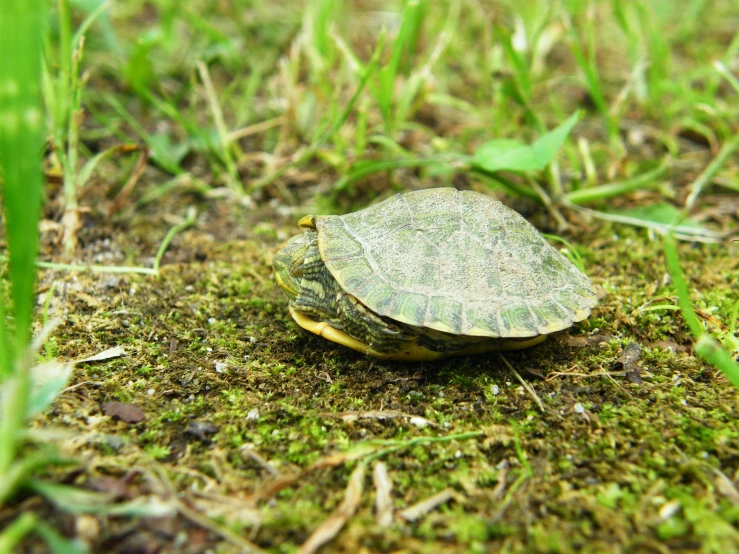 a turtle sitting on the ground with green grass
