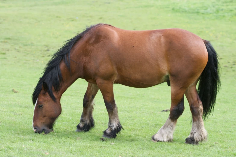 a horse with long brown hair standing on top of a green field