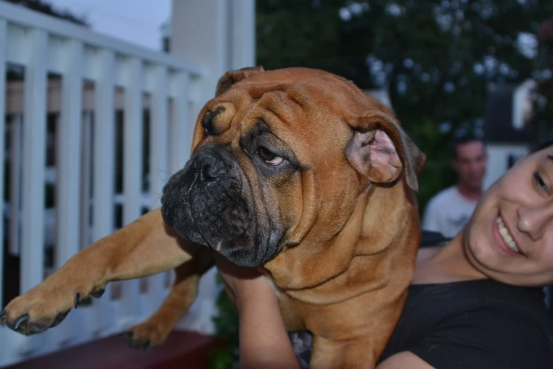 a brown dog holding a lady in its arms