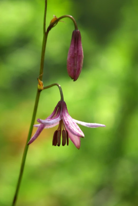 a flower with flowers on it sitting on a tall stalk