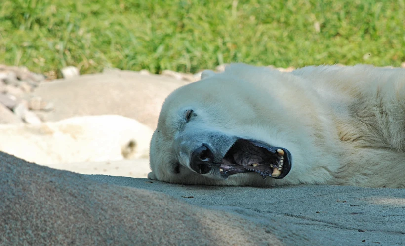 a polar bear relaxing in the shade on a rock