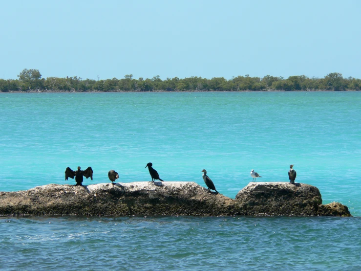 a number of birds sitting on a rock near the ocean