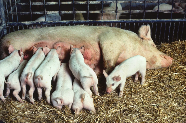 a herd of pig that are laying down in hay