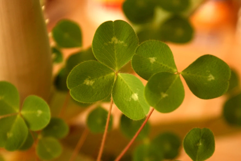 three leaves that are on top of a plant