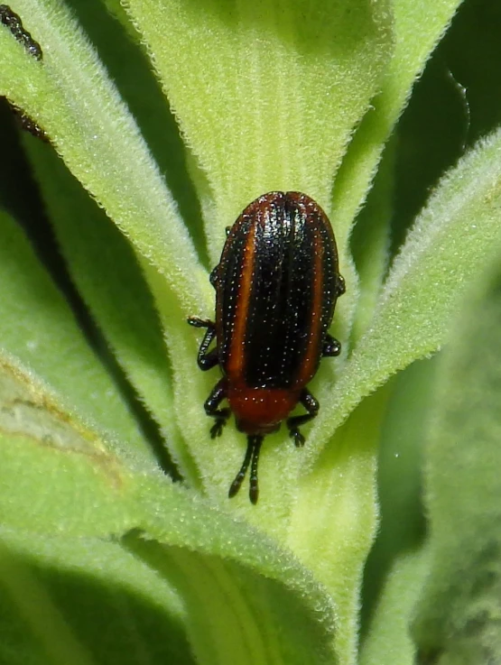 the brown and black insect is on the green leaves