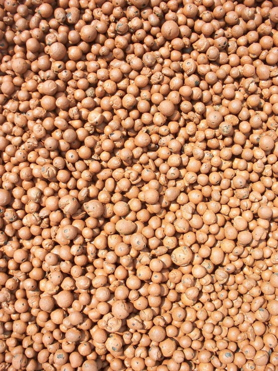 brown nuts arranged in rows on a market stand