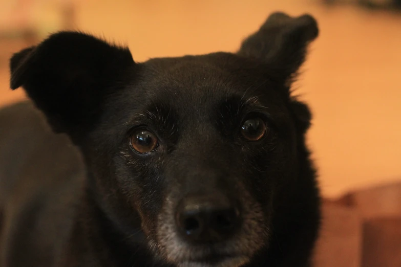 a small dog looking up at the camera