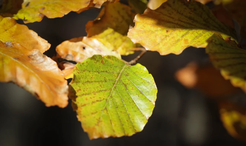 a close up of some leaves on the tree