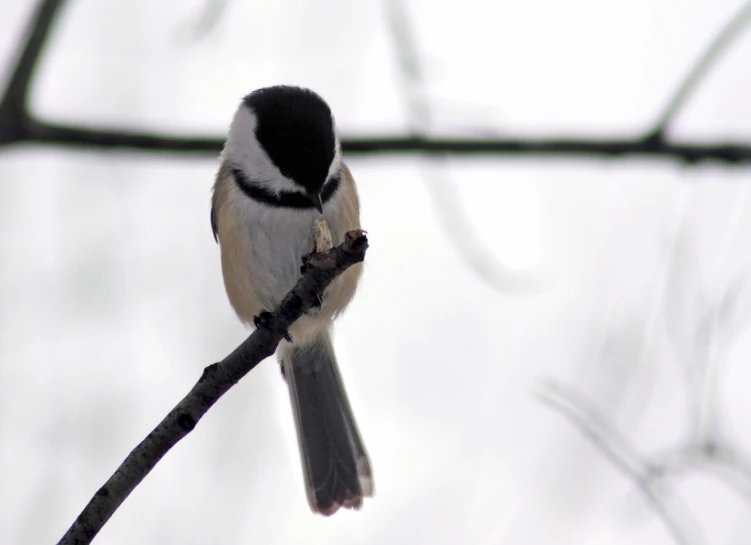 a black and white bird sitting on top of a tree nch