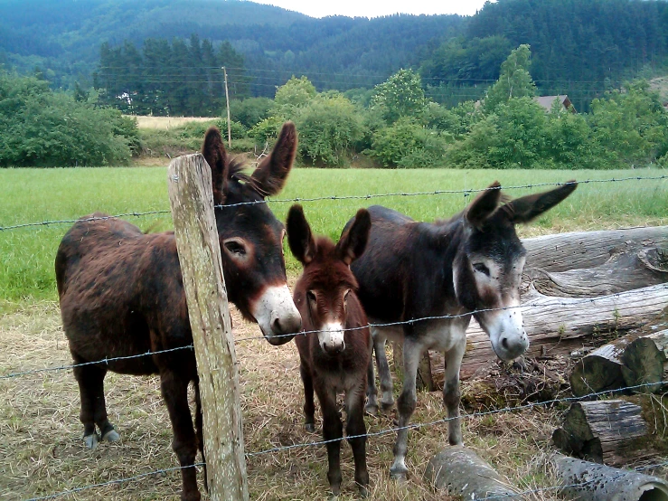 two donkeys standing by a fence in front of a large grassy field