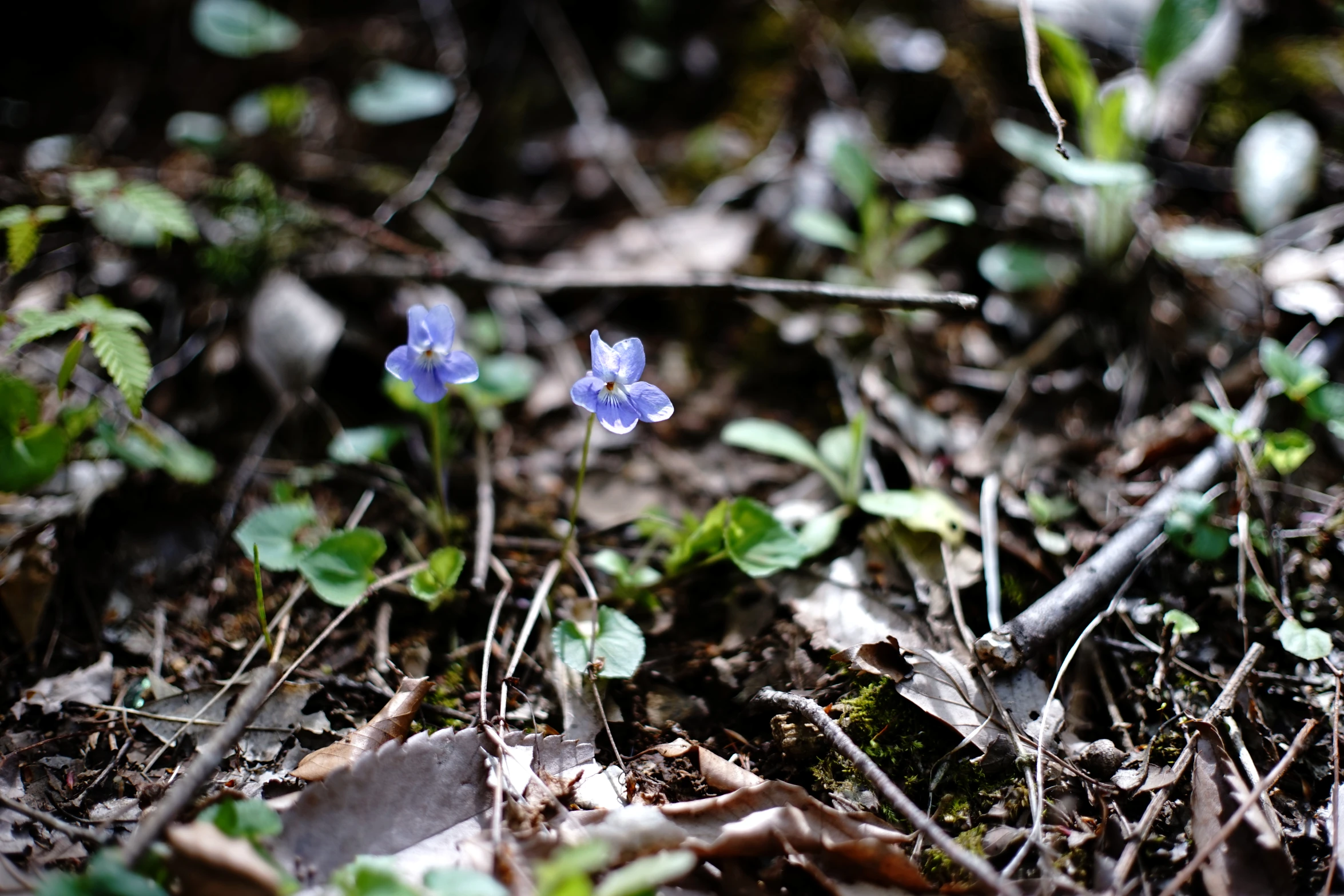 a blue flower that is on some dirt