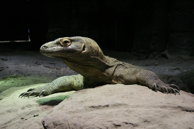 a lizard sits on a rock looking out