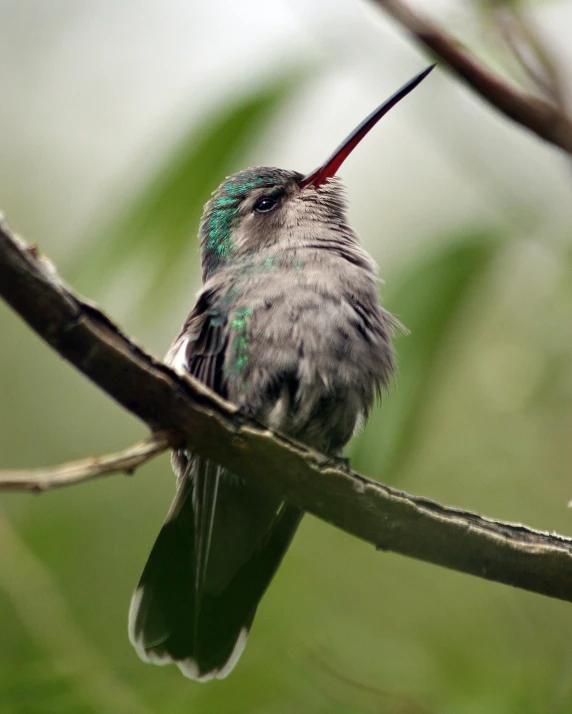 a small bird sitting on a nch with a bright green accent