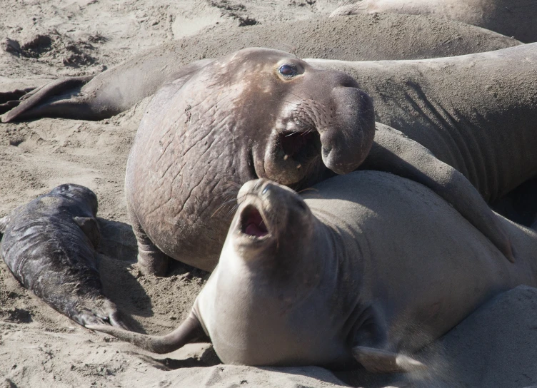 two elephants are playing with each other on the sand