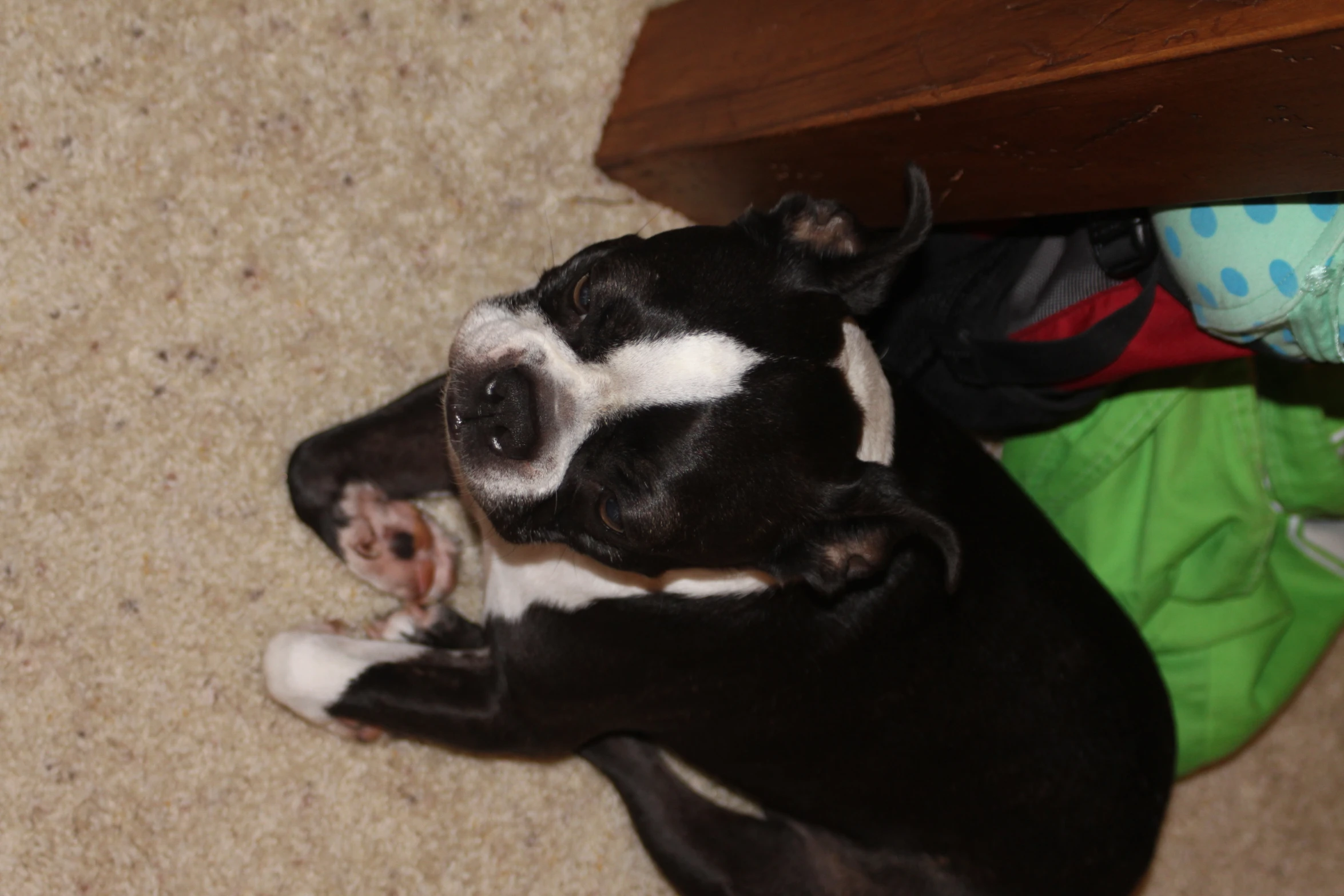 the dog is sleeping on the carpeted floor