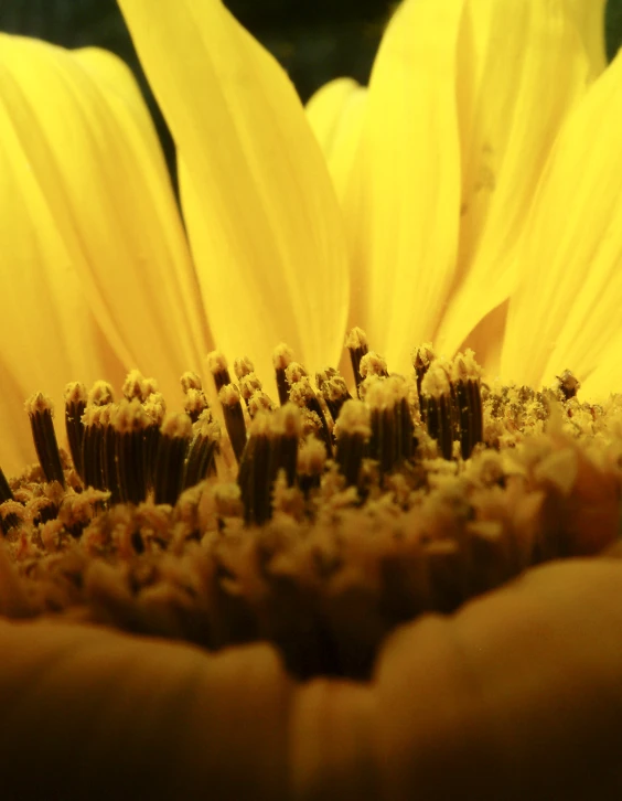 the middle part of a yellow sunflower