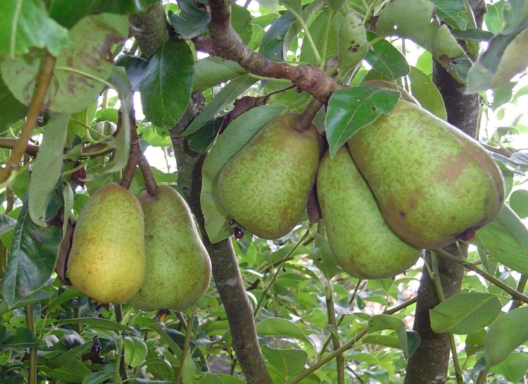 green fruit growing on the nches of trees