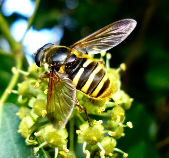 a yellow and black bee on a green plant