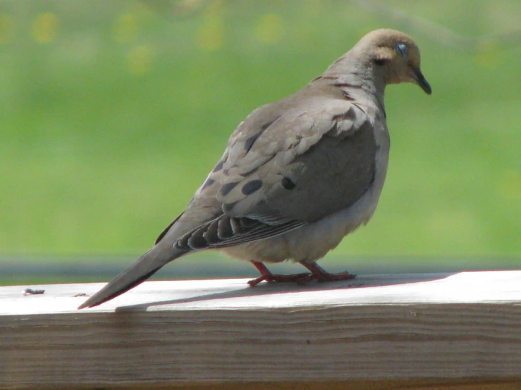 a bird sitting on top of a fence