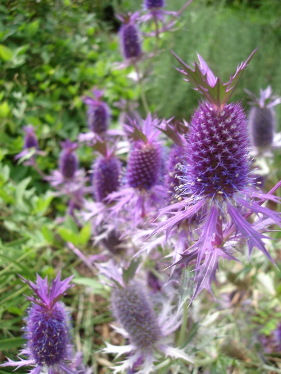 flowers with purple centers all in a field