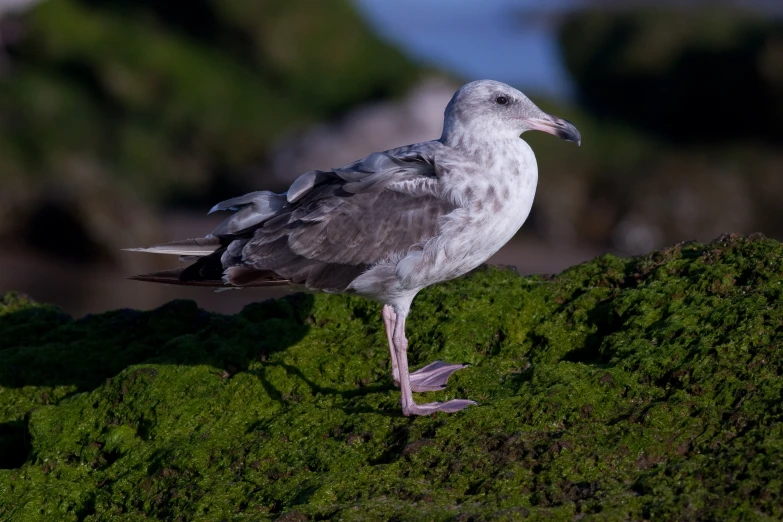 a seagull on the top of a moss covered cliff