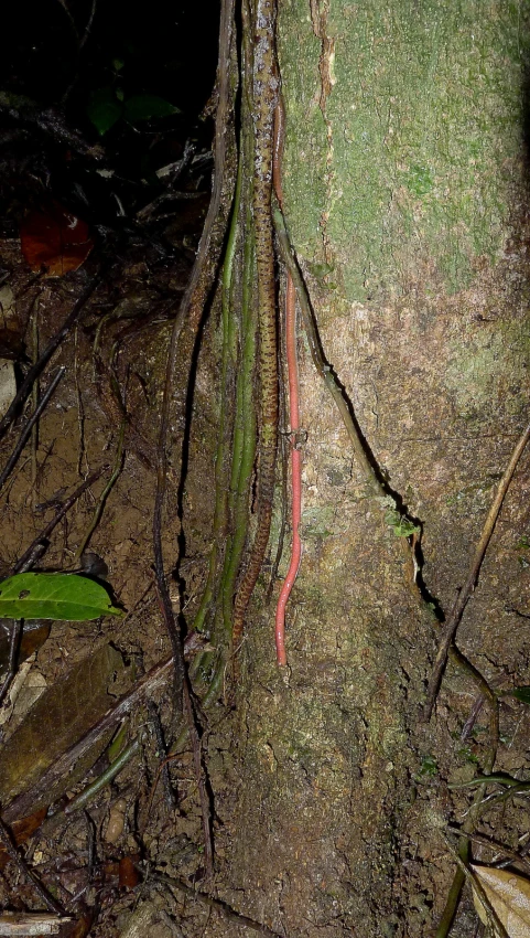 green tree bark with red and white lines