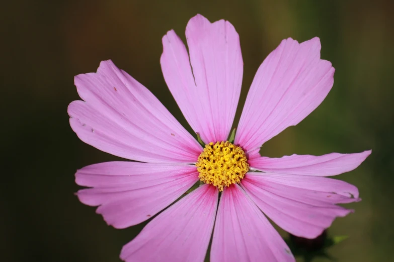 the pink flower with yellow stamene centers is pictured