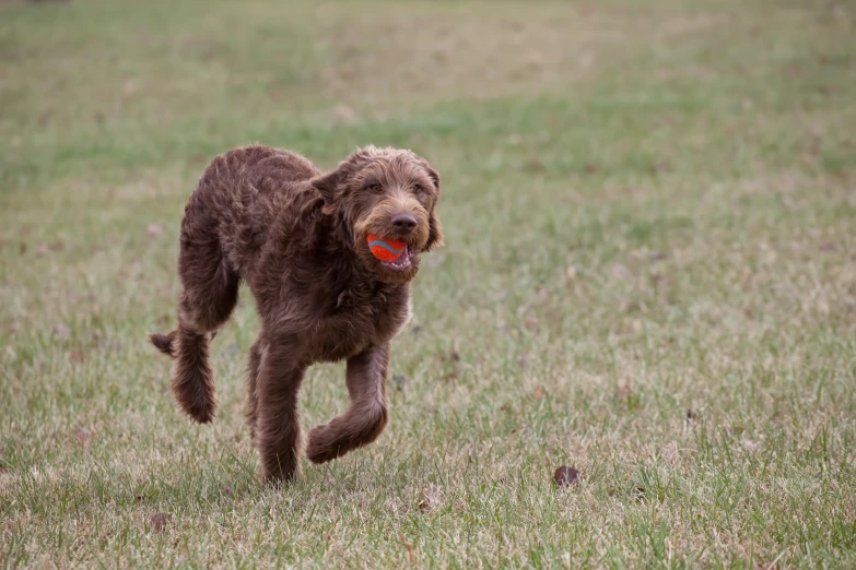 a wet puppy carries a ball in its mouth