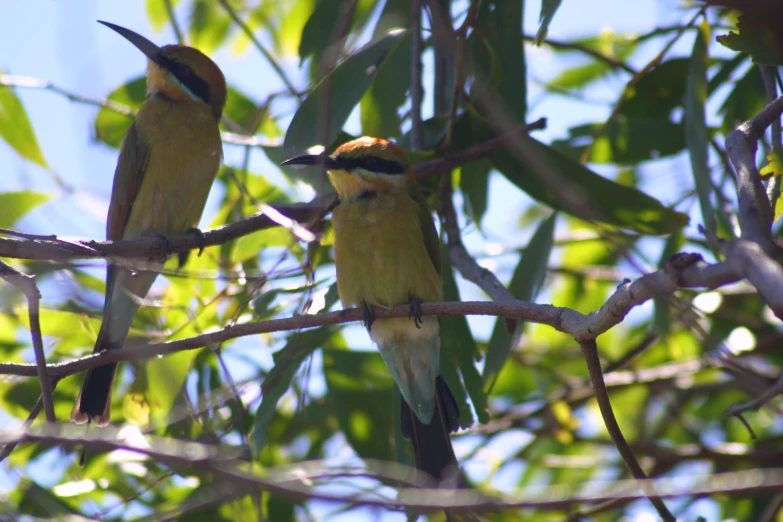 two birds perched on nches of a tree