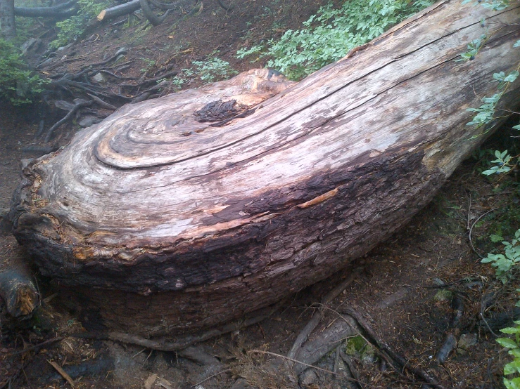 a large tree stump sitting in a forest filled with lots of trees