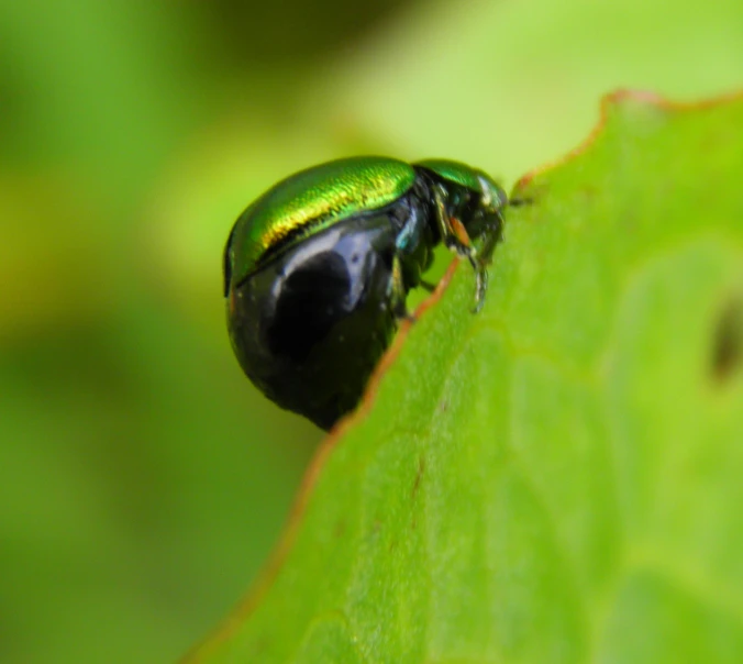 the bug is perched on a green leaf