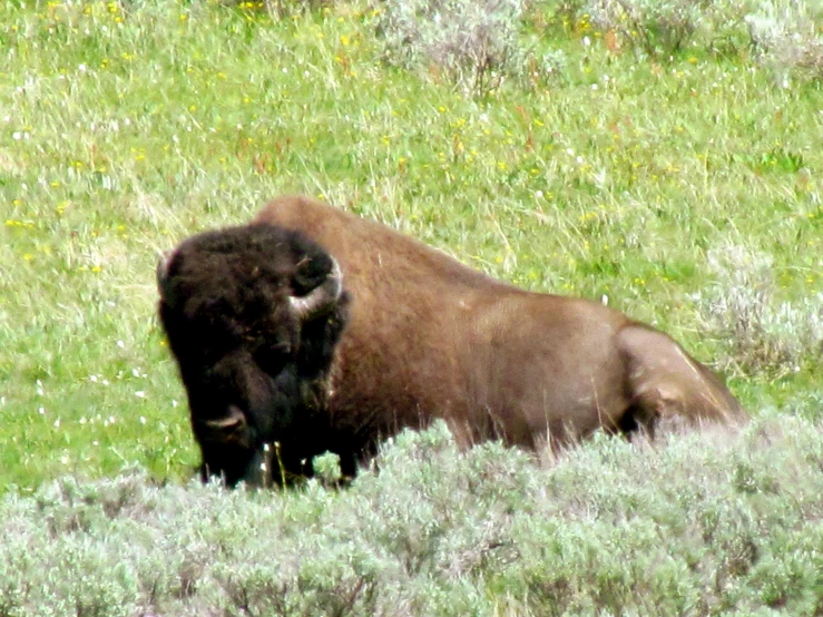 a large brown buffalo standing in the grass