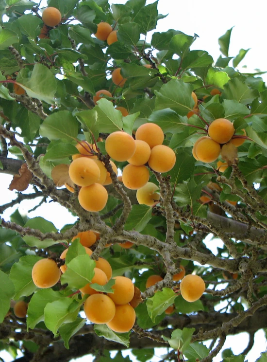 fruit that is growing on the nches of trees