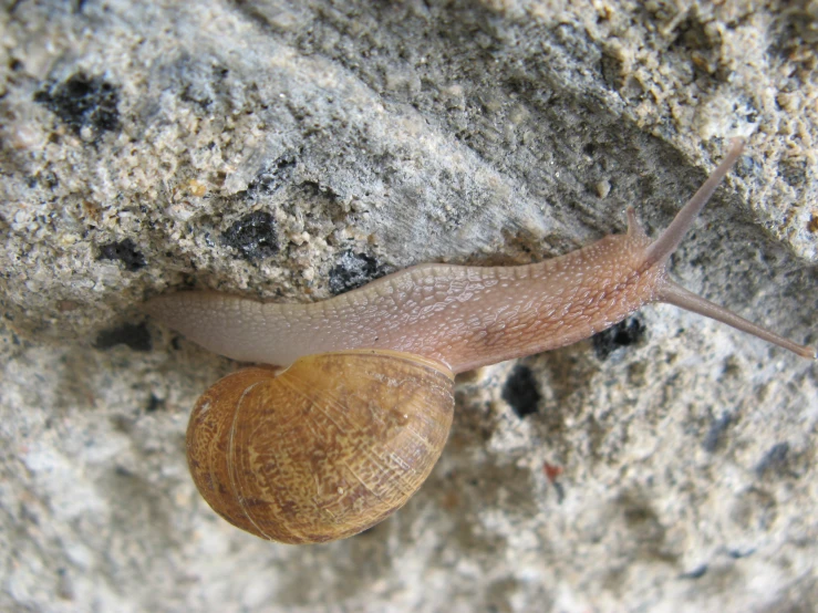 a small slug crawling along the side of a wall