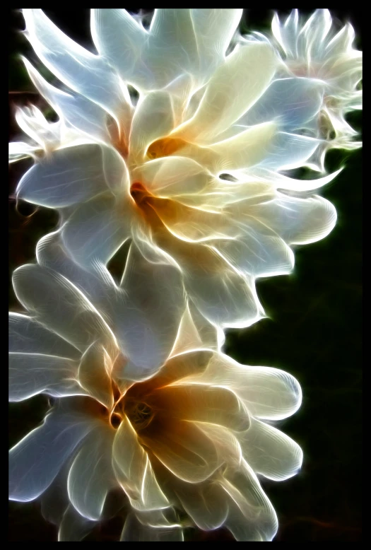 some very pretty white flowers in the dark