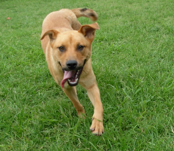 a dog running on the grass with his tongue hanging out