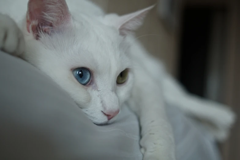 a white cat with blue eyes resting on a pillow