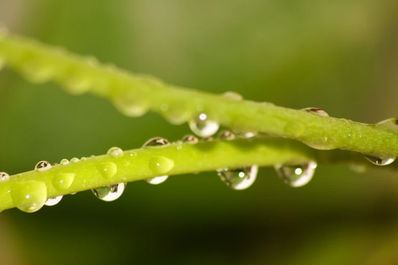 water drops are on the tip of a green plant