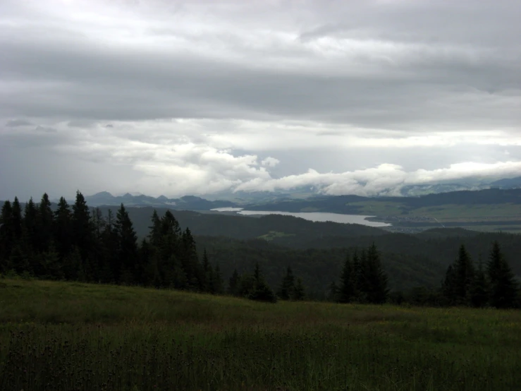 a field in front of a large forest covered in white clouds