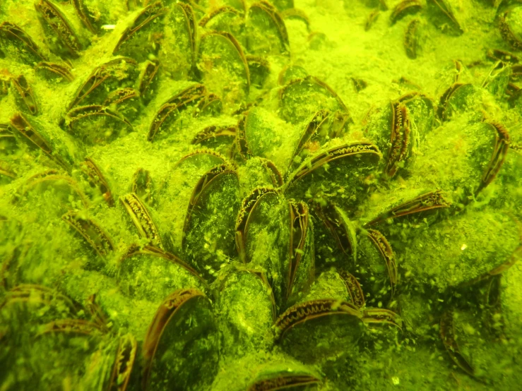 several small sea fish are shown on the algae