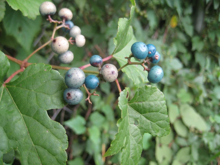 berries with tiny berries on a bush with leaves