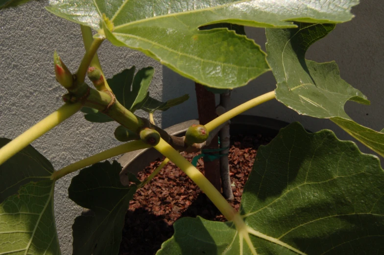 a plant with leaves growing in the ground